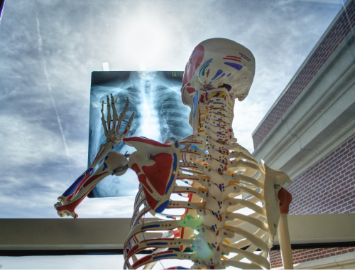 csontváz és röntgenkép